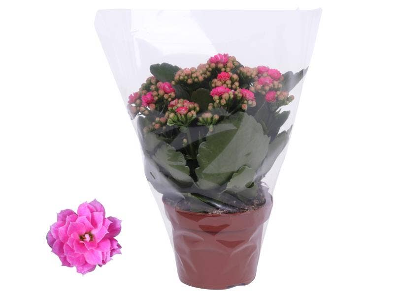 Kalanchoe bl. Ros. Nando