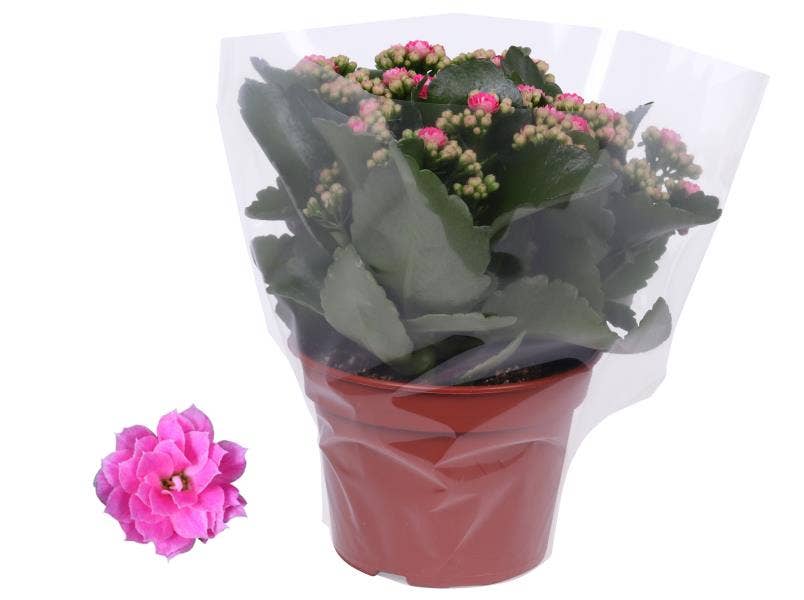 Kalanchoe bl. Ros. Nando