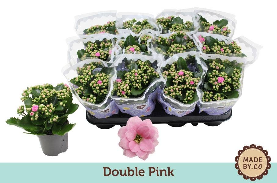 Kalanchoe bl. Ros. pink