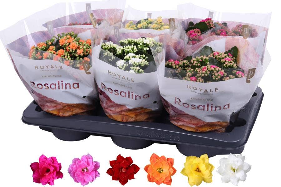 Kalanchoe bl. Ros. (premium)