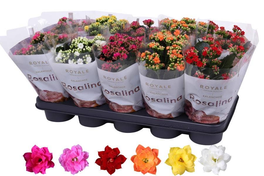 Kalanchoe bl. Ros. (premium)