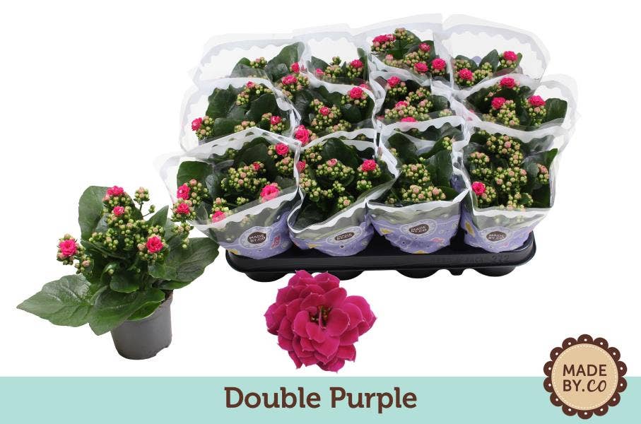 Kalanchoe bl. Ros. purple