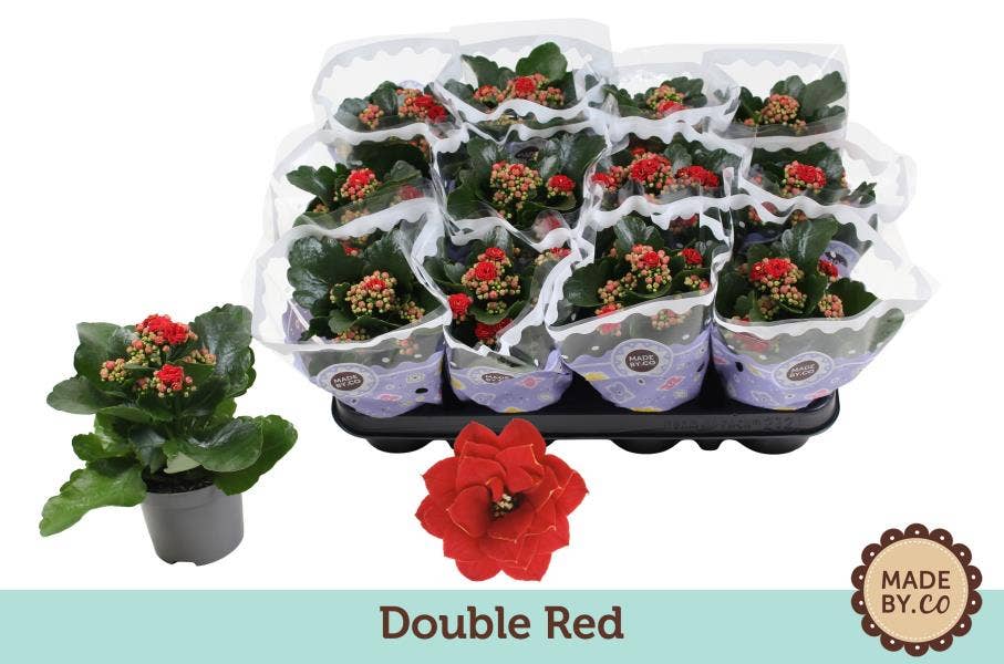 Kalanchoe bl. Ros. red