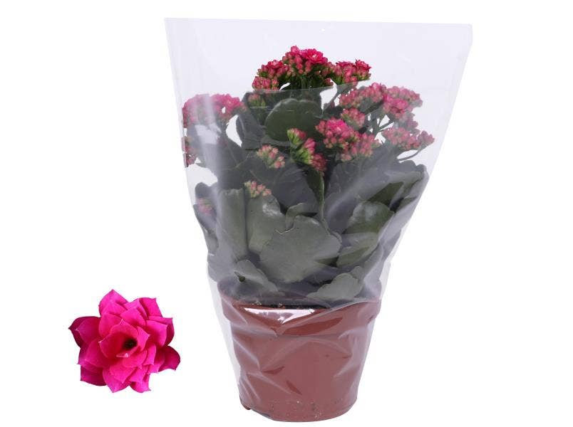Kalanchoe bl. Ros. Victorio