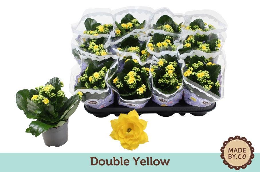 Kalanchoe bl. Ros. yellow