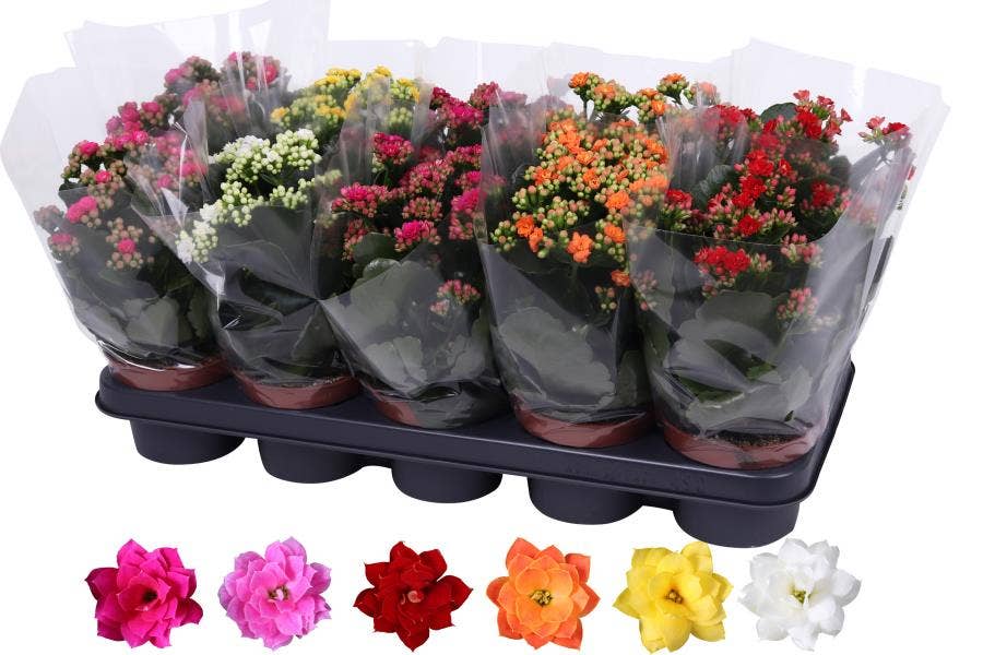 Kalanchoe bl. Rosalina