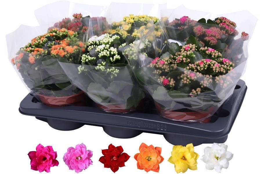 Kalanchoe bl. Rosalina