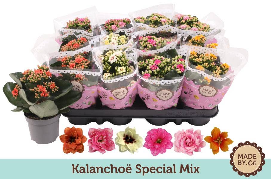 Kalanchoe bl. special