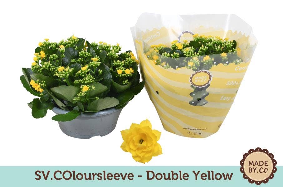 Kalanchoe bl. yellow (per layer)