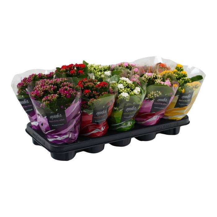 Kalanchoe dbl. Goodie Alpine