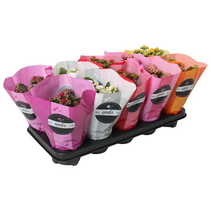 Kalanchoe dbl. Goodie 