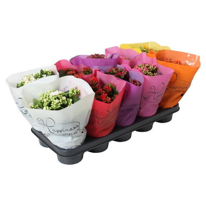 Kalanchoe dbl. 'Happiness' Basic