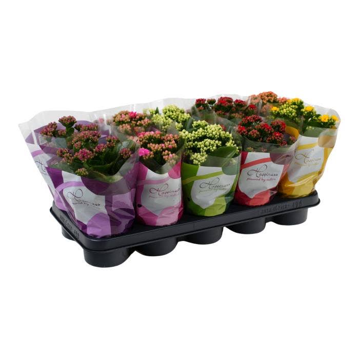 Kalanchoe dbl. 'Happiness' Retro Bliss