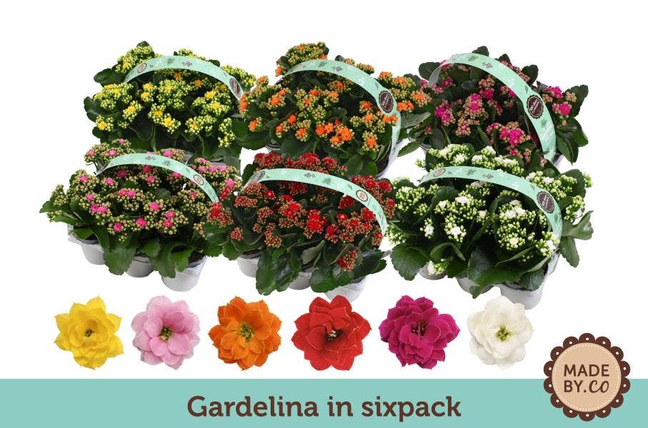 Kalanchoë Garden