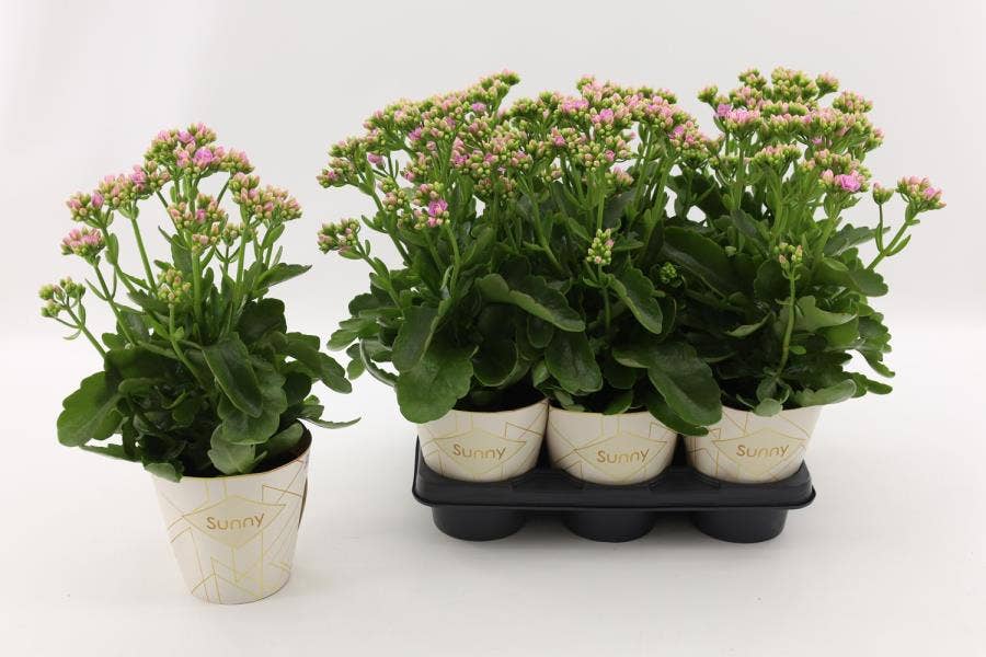 Kalanchoe Graceful Pink