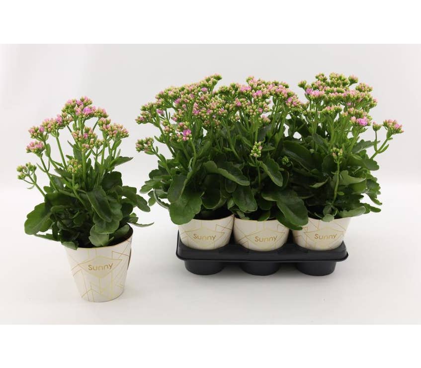 Kalanchoe Graceful Pink