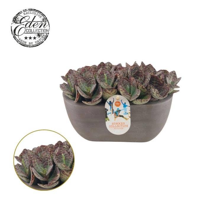 Kalanchoe Humilis Summer Collection