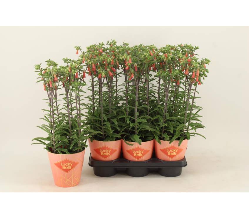 Kalanchoe Lucky Bells