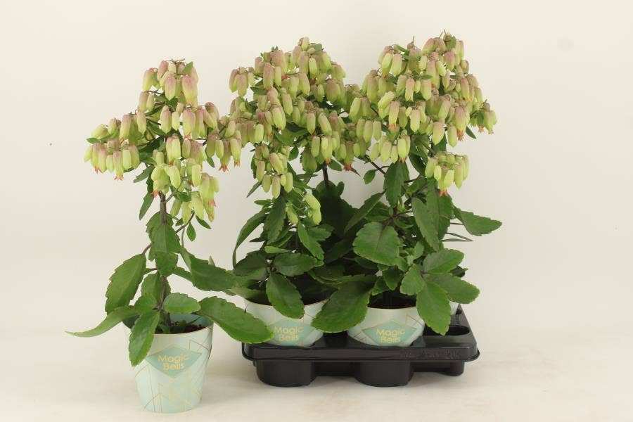 Kalanchoe Magic Bells