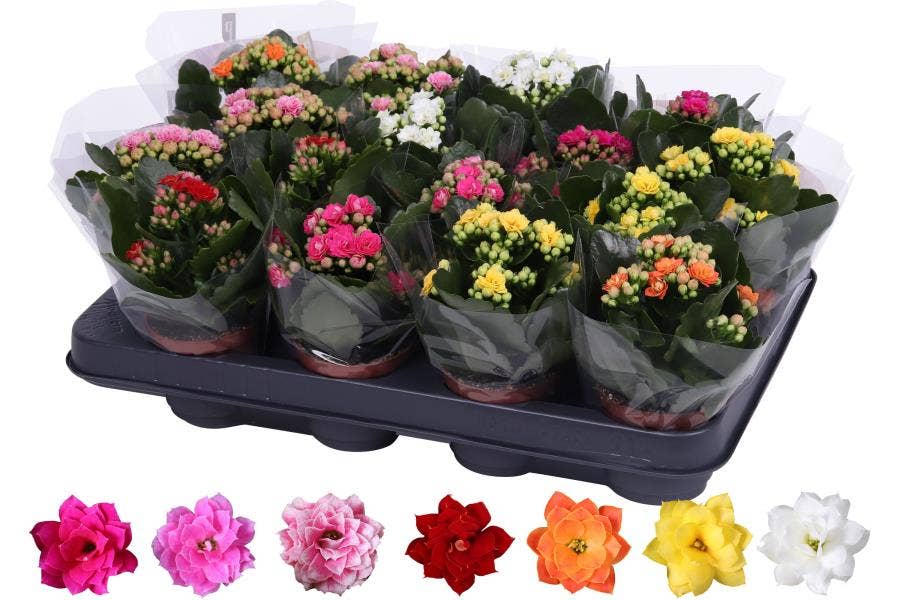 Kalanchoe Rosalina 07cm mix, Blanco hoes