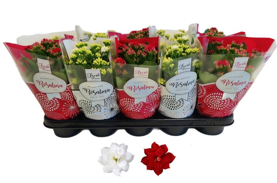 Kalanchoe Rosalina 12cm TST rood/wit, Hoes Kerst