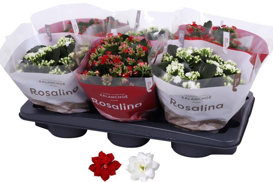 Kalanchoe Rosalina 15cm mix, TST kerst