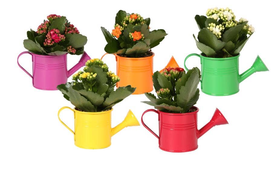 Kalanchoe Rosalina in coloured watering can