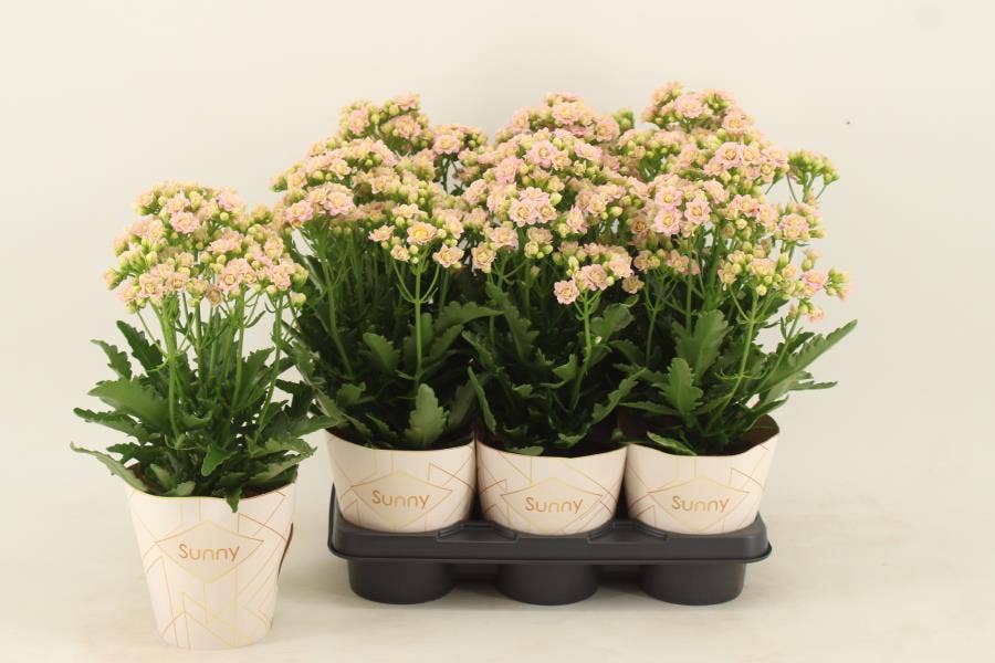 Kalanchoe Sunny Pink