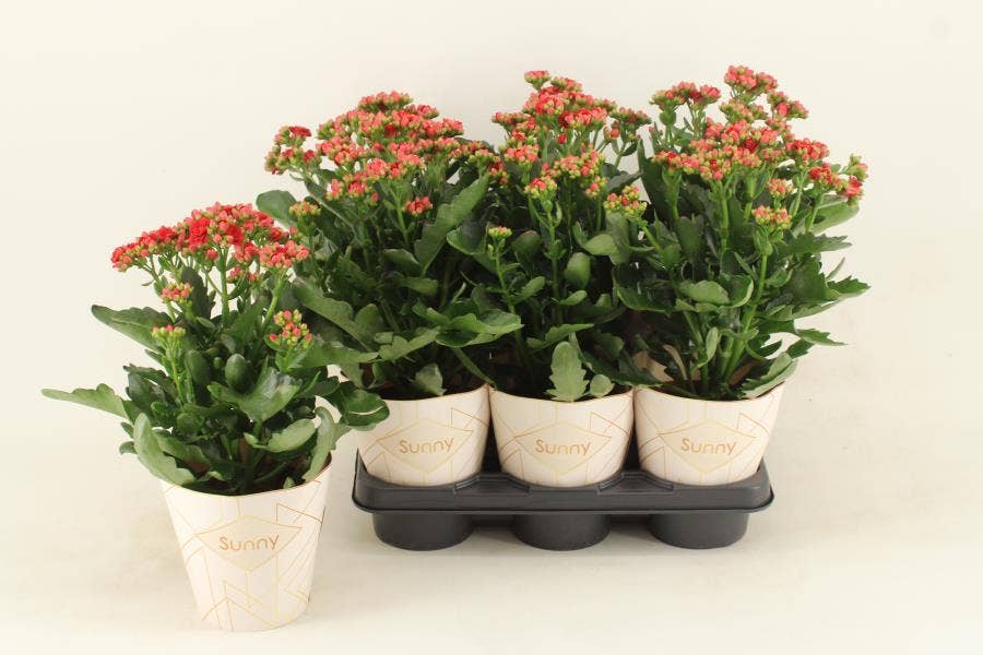Kalanchoe Sunny Red