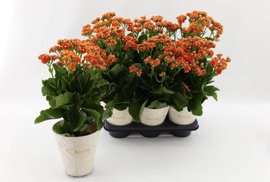 Kalanchoe Sunny Volcanic Orange