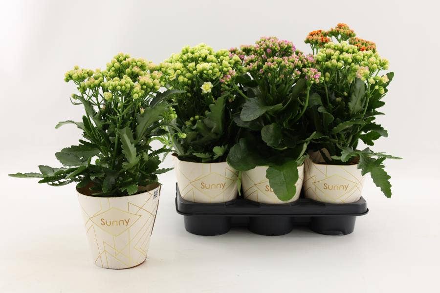 Kalanchoe Sunny