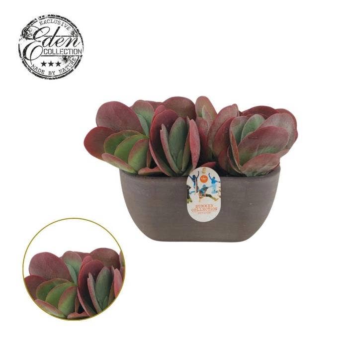 Kalanchoe thyrsiflora Summer Collection