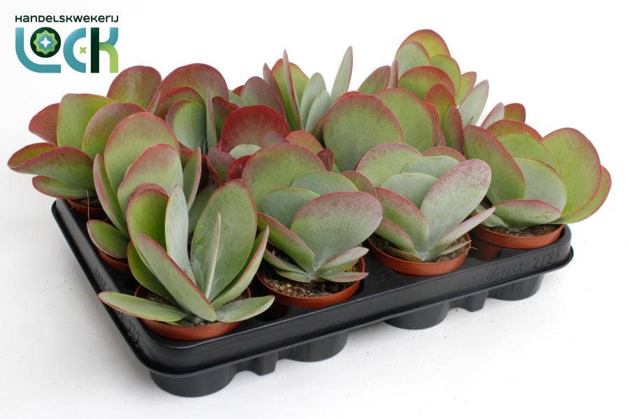 Kalanchoe thyrsiflora