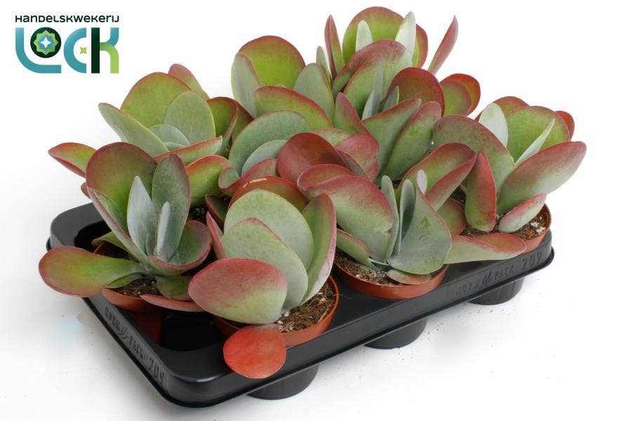 Kalanchoe thyrsiflora