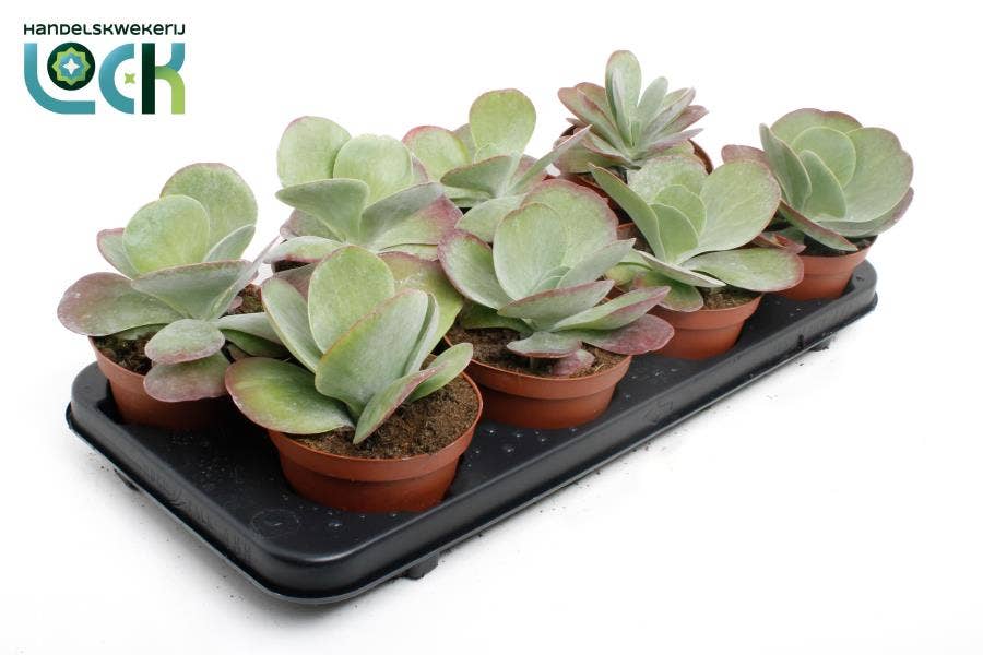 Kalanchoe thyrsiflora