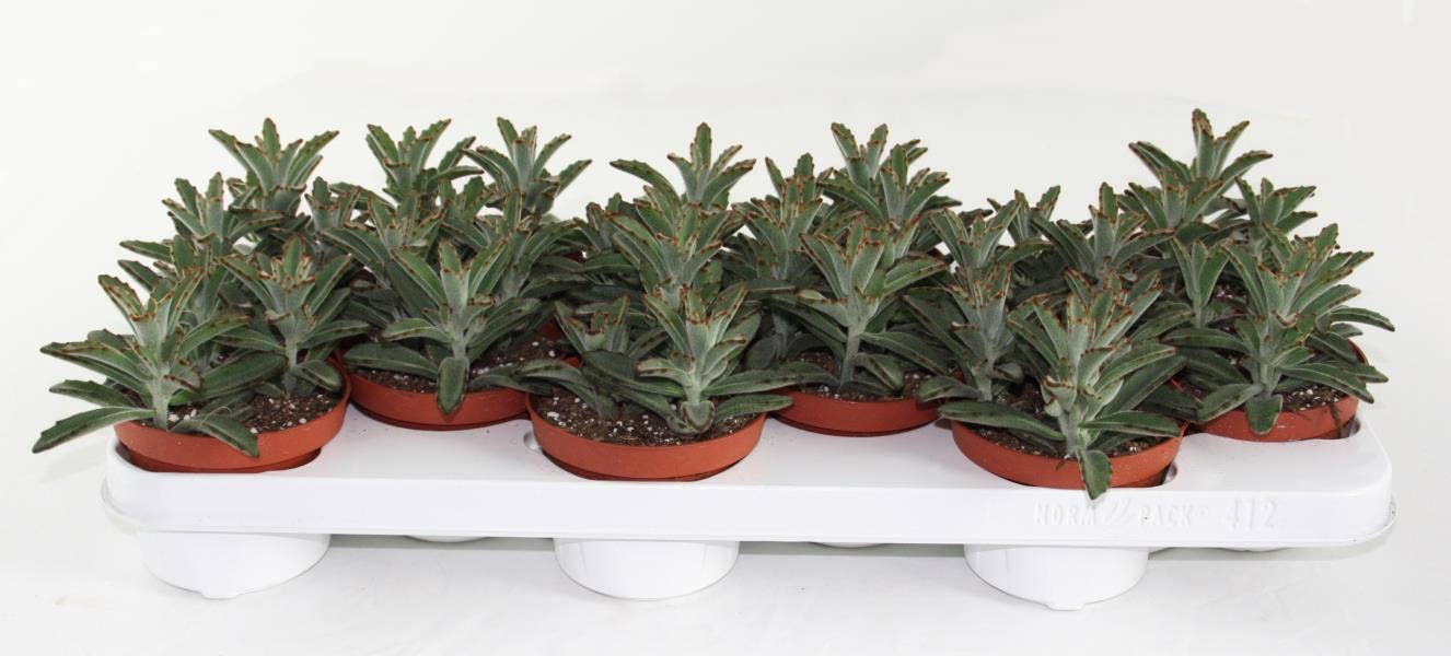 Kalanchoë Tomentosa