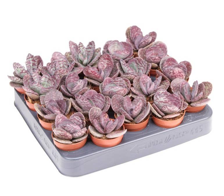 Kalanchoe Zebra