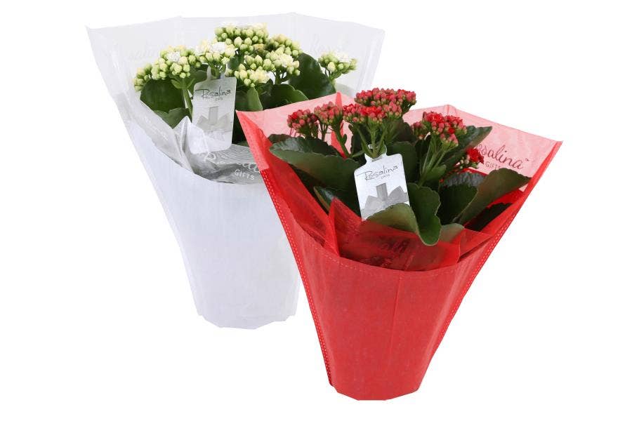 KP-729.2 - Kalanchoe Rosalina rd/wt 12cm Gifts met
