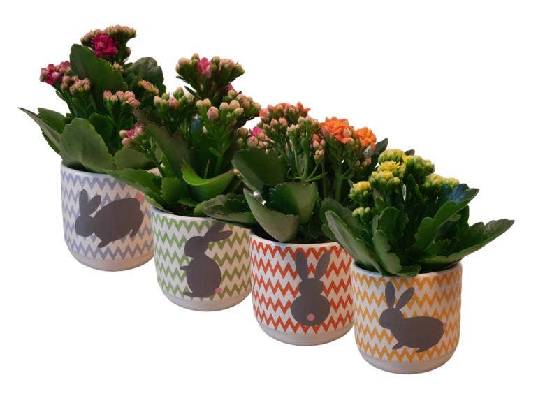 KP-816.1 - Kalanchoe Rosalina 7cm in paaspot