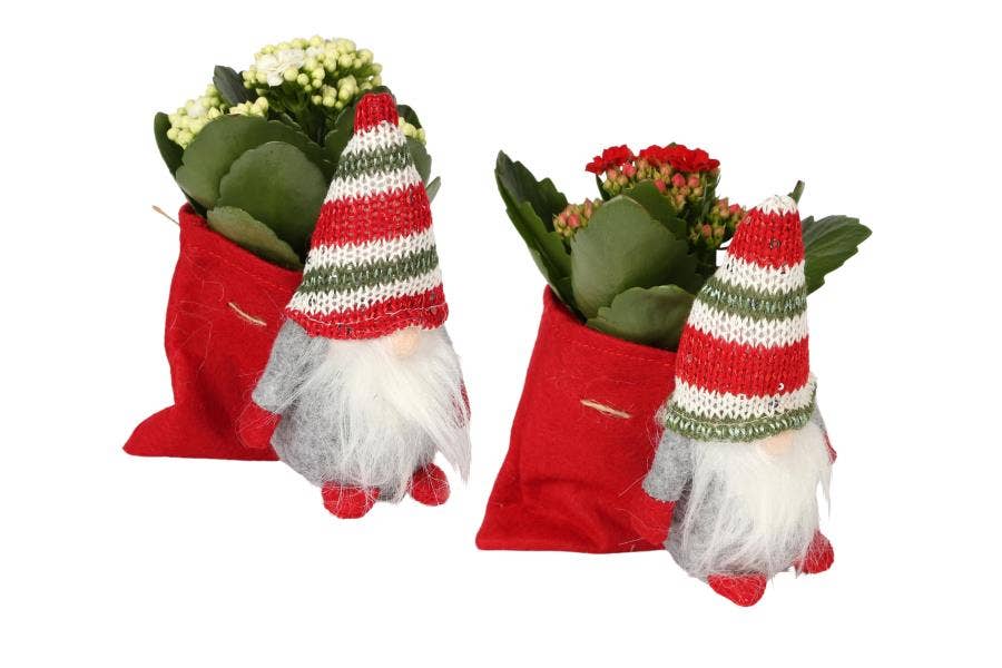 KP-827.1 - Kalanchoe Rosalina 7cm in kerstgnoom