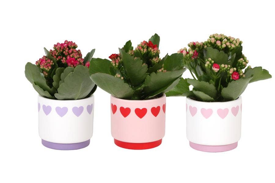 KP-867.1 - Kalanchoe Rosalina 7cm in hartjespot