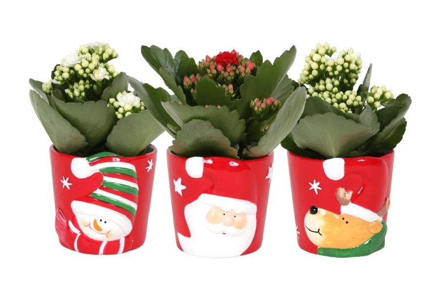 KP-873.1 - Kalanchoe Rosalina 7cm in kerstpot 3 as