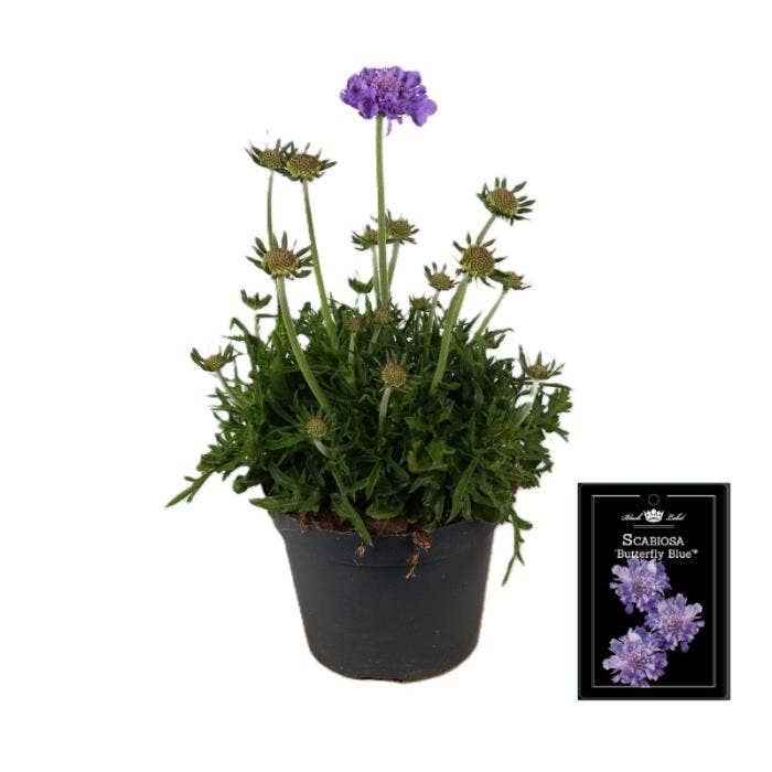 KTN - Scabiosa Butterfly Blue P15