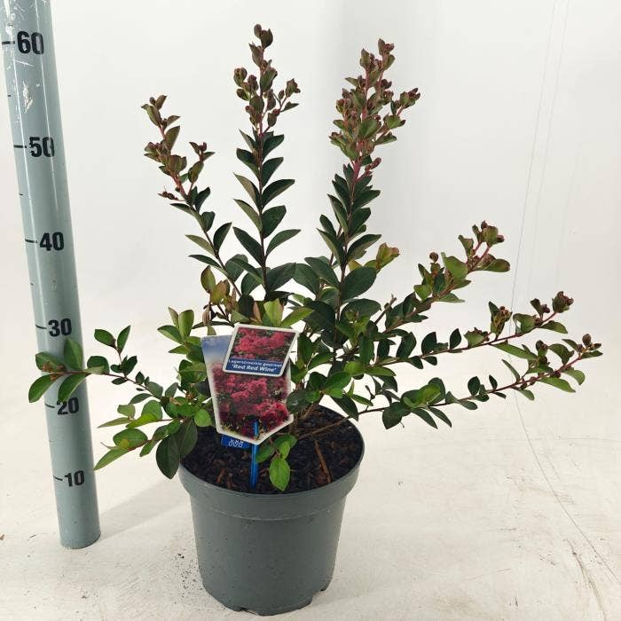 Lagerstroemia ind. 'Red Red Wine'