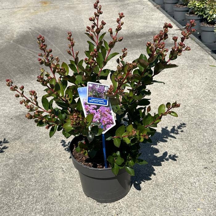 Lagerstroemia ind. 'With Love Eternal'