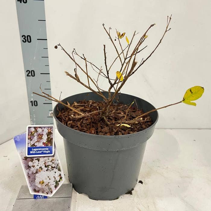 Lagerstroemia ind. 'With Love Virgin'