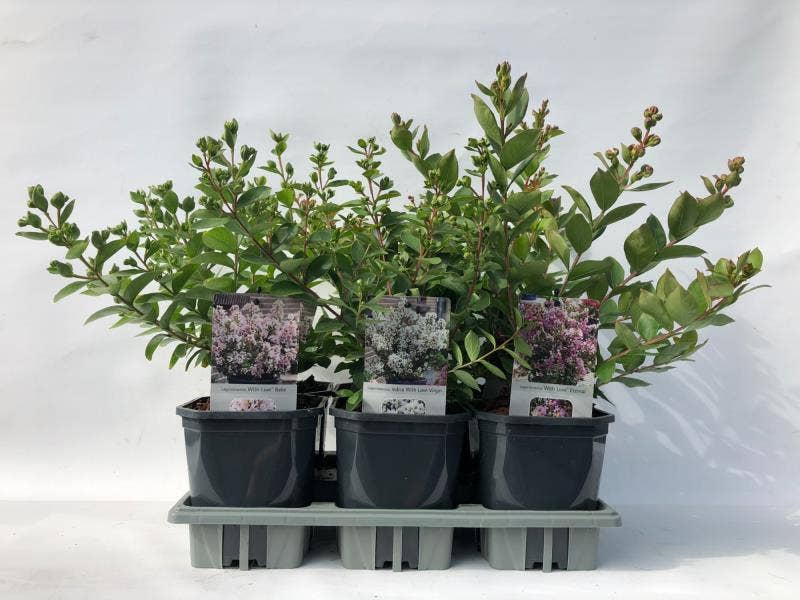 Lagerstroemia indica