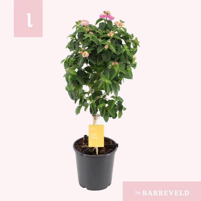 Lantana 'Lucky Honey Blush'