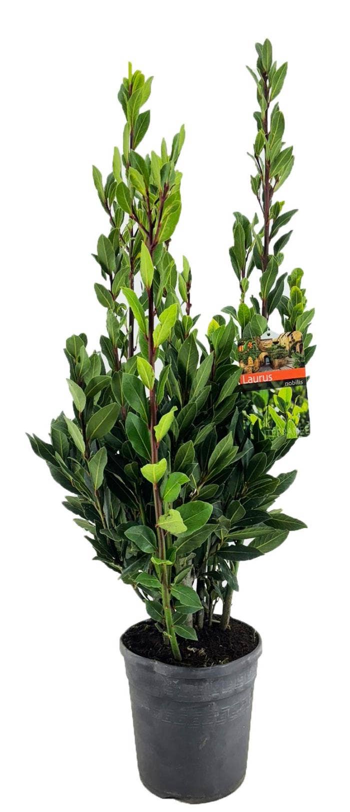 Laurus nobilis