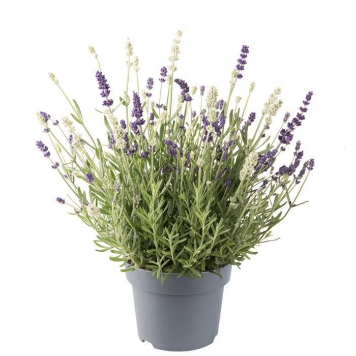 Lavandula ang. 'Ardeche Twin'